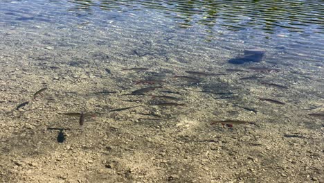 Char-fishes,-swimming-on-a-riverbank-of-the-small-Luttensee-lake-in-Bavaria-in-Germany