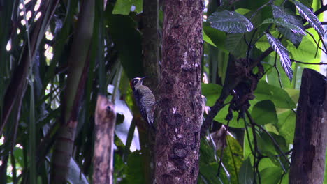 Black-cheeked-Woodpecker-males-in-search-of-food-on-a-tree