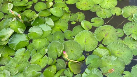 Water-Lilies-with-green-leaves-floating-,-travelling-shot
