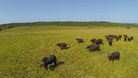 Buffalo-in-the-Great-St-Lucia-Game-Reserve