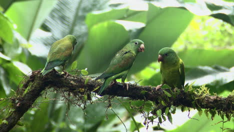 Orange-chinned-Parakeet-three-on-a-branch-in-rainforest-while-raining