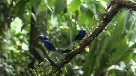 Red-legged-honeycreeper-male-and-female-on-branch-while-raining-heavily