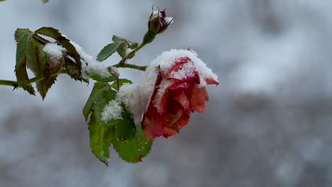 Frozen-rose-in-a-snowdrift