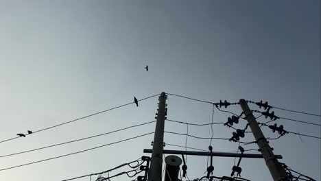 Crows-sitting-on-the-overhead-power-lines-connected-to-the-power-transformer-which-is-up-on-the-electric-post-power-pole