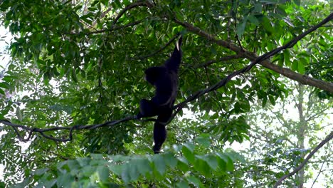 Black-celebes-crested-macaque-hanging-on-tree