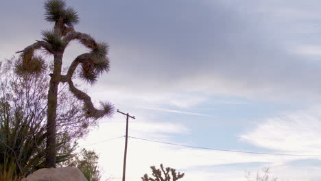Low-angle-view-of-a-Joshua-Tree-against-a-cloudy-sky
