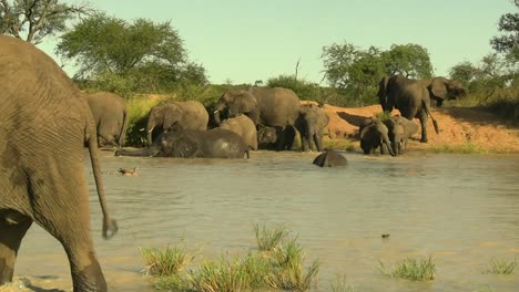 A-smooth-steady-clip-of-a-herd-of-Elephants-cooling-off-in-the-river,-with-a-Goose-and-her-Chicks-passing-by-undisturbed