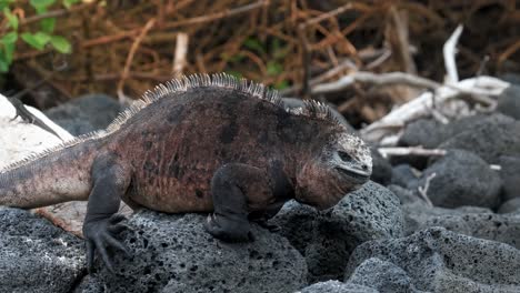 Big-Male-Marine-Iguana-Bobs-His-Head-Up-And-Down-On-The-Rocky-Beach-In-Galapagos-Island,-Ecuador