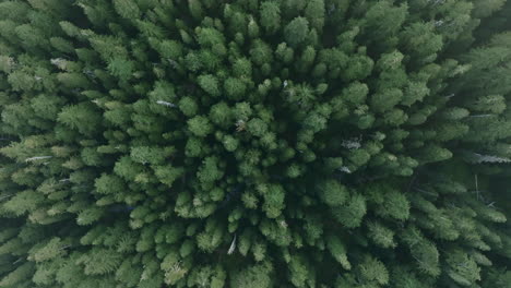 Top-down-aerial-footage-of-evergreen-trees-in-the-Cascade-Mountains