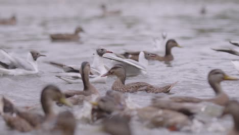 The-ducks-swim-in-the-river-in-slow-motion