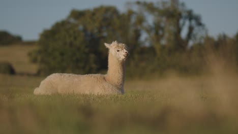 A-cute-alpaca-laying-on-the-green-field-and-grazing