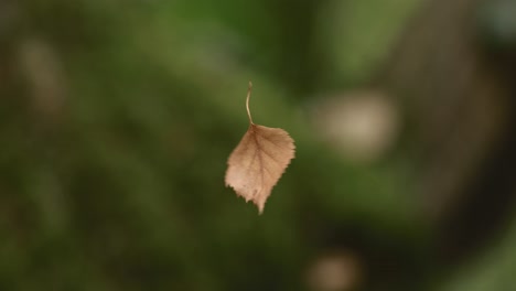 A-leaf-hanging-on-a-spider-web
