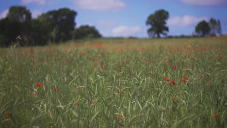 A-beautiful-view-of-a-poppy-field-in-slow-motion