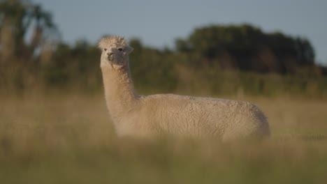 Una-Alpaca-Pastando-En-El-Campo