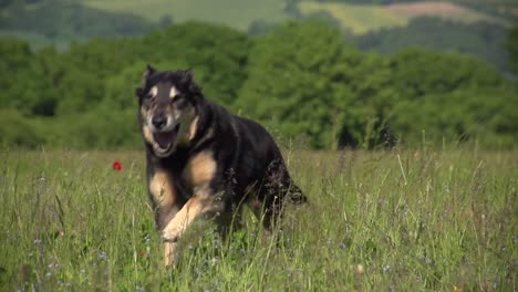 A-slow-motion-of-a-black-dog-running-with-its-mouth-open-in-a-grass-field