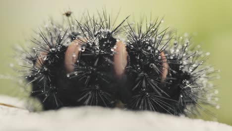 Black-fuzzy-caterpillar-in-the-rain