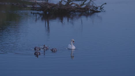 Los-Cisnes-Nadando-En-El-Lago-A-La-Luz-De-La-Luna-En-Devon,-Reino-Unido