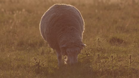 Eine-Zeitlupe-Eines-Weißen-Schafs,-Das-Bei-Einem-Sanften,-Verträumten-Sonnenaufgang-Auf-Dem-Feld-Weidet