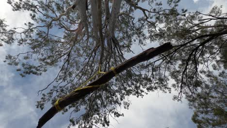 A-stick-tree-swing-hanging-from-a-rope,-view-from-directly-below