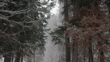 Toma-Cinematográfica-De-Nieve-En-Invierno-En-Un-Bosque,-Caen-Pequeños-Copos-De-Nieve