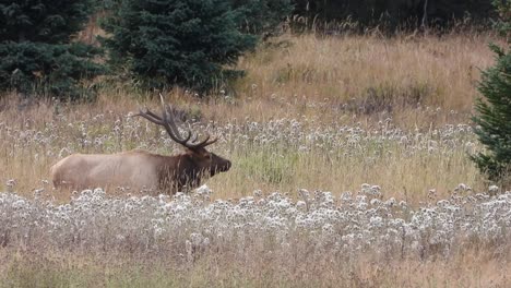 Large-bull-elk-stands-in-a-meadow-with-tall-grass-and-flowers-looking-over-his-herd