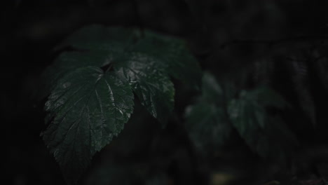 Close-up-video-of-dark-green-leaves-growing-in-the-dense-forest-of-Norway