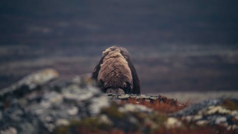 Blick-Auf-Einen-Fütternden-Moschusochsenbullen-In-Der-Herbstlichen-Tundra-Des-Dovrefjell-In-Norwegen---Breit