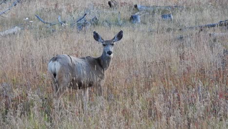 Zoom-in-on-a-female-mule-deer-doe-in-a-field