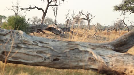 A-slow-motion-clip-with-focus-shifting-between-two-dead,-fallen-trees-in-Khwai,-Botswana