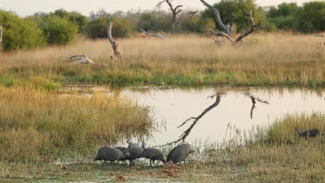 A-group-of-guinea-fowl-gathering-at-the-water's-edge-to-drink,-Khwai-Botswana