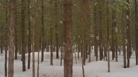 Great-Green-screen-filler,-a-slow-snow-fall-on-the-pines-in-a-wooded-forest-area