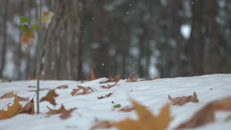Cinematic-shot-of-snowfall-in-the-woods,-tiny-snowflakes-are-slowly-falling-over-yellow-leaves