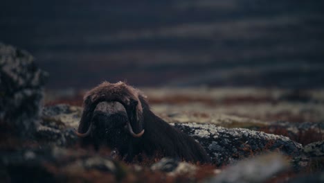 Ein-Großer-Moschusochsenbulle,-Der-Im-Herbst-Auf-Der-Tundra-In-Dovrefjell,-Norwegen,-Ruht---Breit