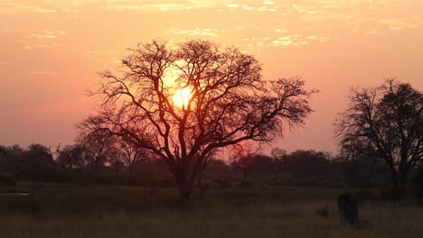 Die-Untergehende-Sonne-Hinter-Einem-Baum-Vor-Einem-Leuchtend-Orangefarbenen-Himmel,-Der-Mit-Wolken-übersät-Ist,-In-Khwai,-Botswana