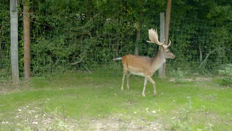 Fallow-Deer-Standing-And-Walking-In-Green-Field-In-A-Zoo---wide