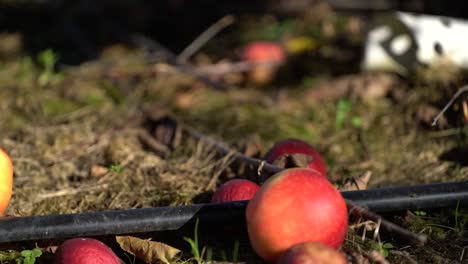 Manzanas-Caídas-Cerca-De-Una-Tubería-De-Riego-En-Un-Huerto