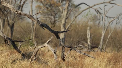 Ein-Baumeichhörnchen,-Das-Einen-Alarmruf-Von-Einem-Toten-Baum-In-Der-Khwai-konzession,-Botswana,-Auslöst