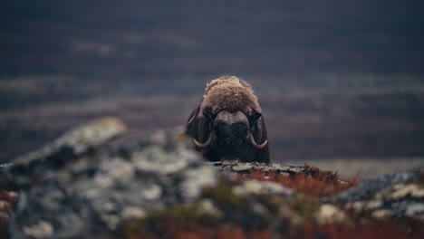Blick-Auf-Einen-Moschusochsenbullen,-Der-In-Der-Tundra-In-Der-Herbstlandschaft,-Dovrefjell,-Norwegen---Weit-Nach-Nahrung-Sucht