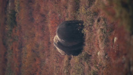 Vertikale-Rückansicht-Des-Erwachsenen-Moschusochsen,-Der-Auf-Dem-Herbstfeld-Im-Dovre-Nationalpark-In-Norwegen-Weidet