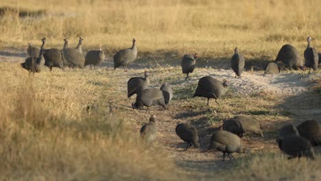 A-flock-of-guinea-fowl-eating-and-interacting-on-a-dirt-track-in-Khwai,-Botswana