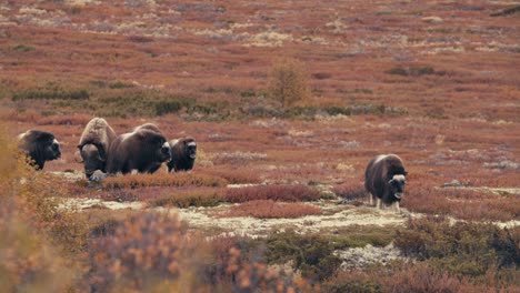 Muskoxen-Animals-Standing-On-Tundra-In-Dovrefjell,-Norway-In-Autumn---wide