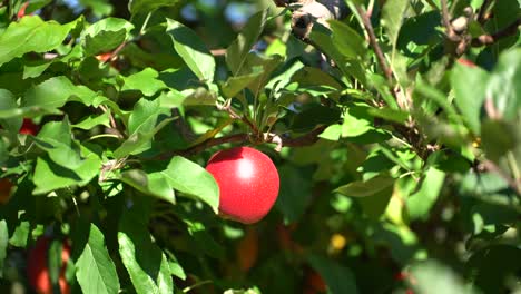 Manzana-Madura-De-Color-Rojo-Brillante-En-Un-árbol-Frutal-Saludable-En-Un-Día-Soleado