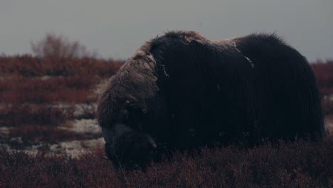 Nahaufnahme-Eines-Moschusochsenbullen,-Der-Im-Herbst-In-Dovrefjell,-Norwegen,-In-Der-Tundra-Frisst-Und-Weidet