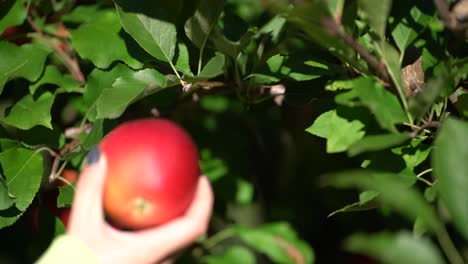 Niña-Recogiendo-Una-Manzana-Roja-Fresca-De-Una-Rama-De-árbol-En-Un-Día-Ventoso