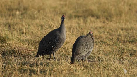 Two-guinea-fowl-calling-on-grass-in-side-light,-Khwai-concession,-Botswana