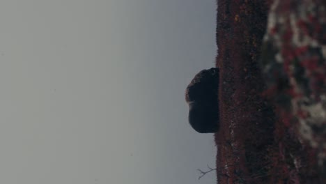 Vertical,-Side-View-Of-Musk-Ox-Grazing-In-The-Dovrefjell-sunndalsfjella-National-Park