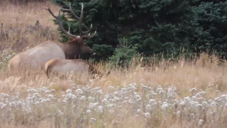 Bull-elk-antlers-seen-walking-through-tall-grasses-towards-a-cow,-then-steps-up-and-you-can-see-the-body