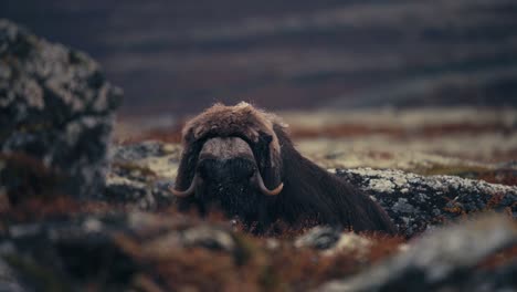 Blick-Auf-Einen-Ruhenden-Moschusochsenbullen-In-Der-Herbstlichen-Tundra-Im-Dovrefjell,-Norwegen---Nahaufnahme