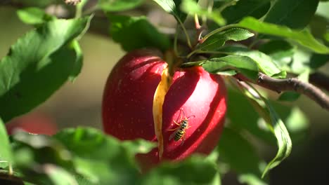 Wasp-crawling,-eating-from-split-red-apple-on-a-tree