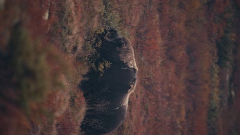 Vertikale-Aufnahme-Eines-Einsamen-Moschusochsen,-Der-Auf-Einer-Herbstwiese-In-Den-Dovre-bergen,-Norwegen,-Füttert